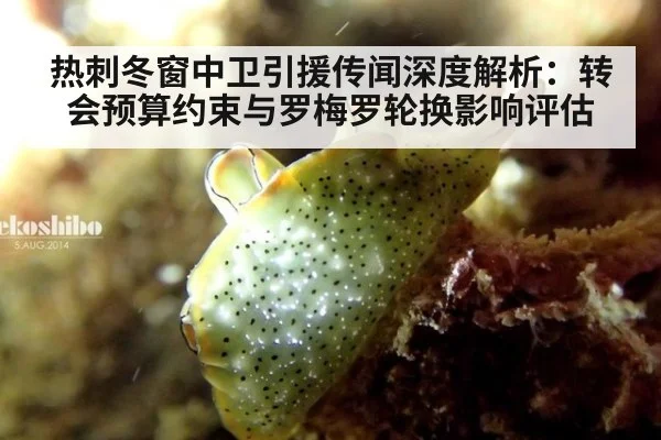 热刺冬窗中卫引援传闻深度解析：转会预算约束与罗梅罗轮换影响评估